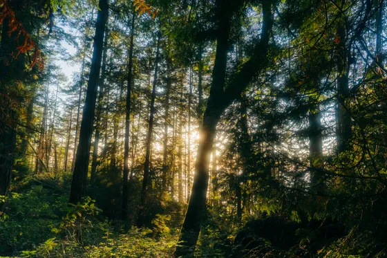 Forest canopy light, wide landscape composition