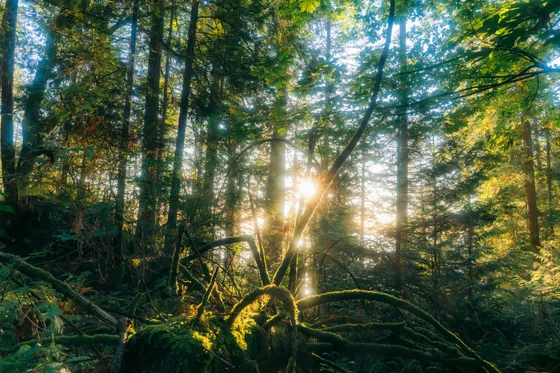 Layered forest light and depth