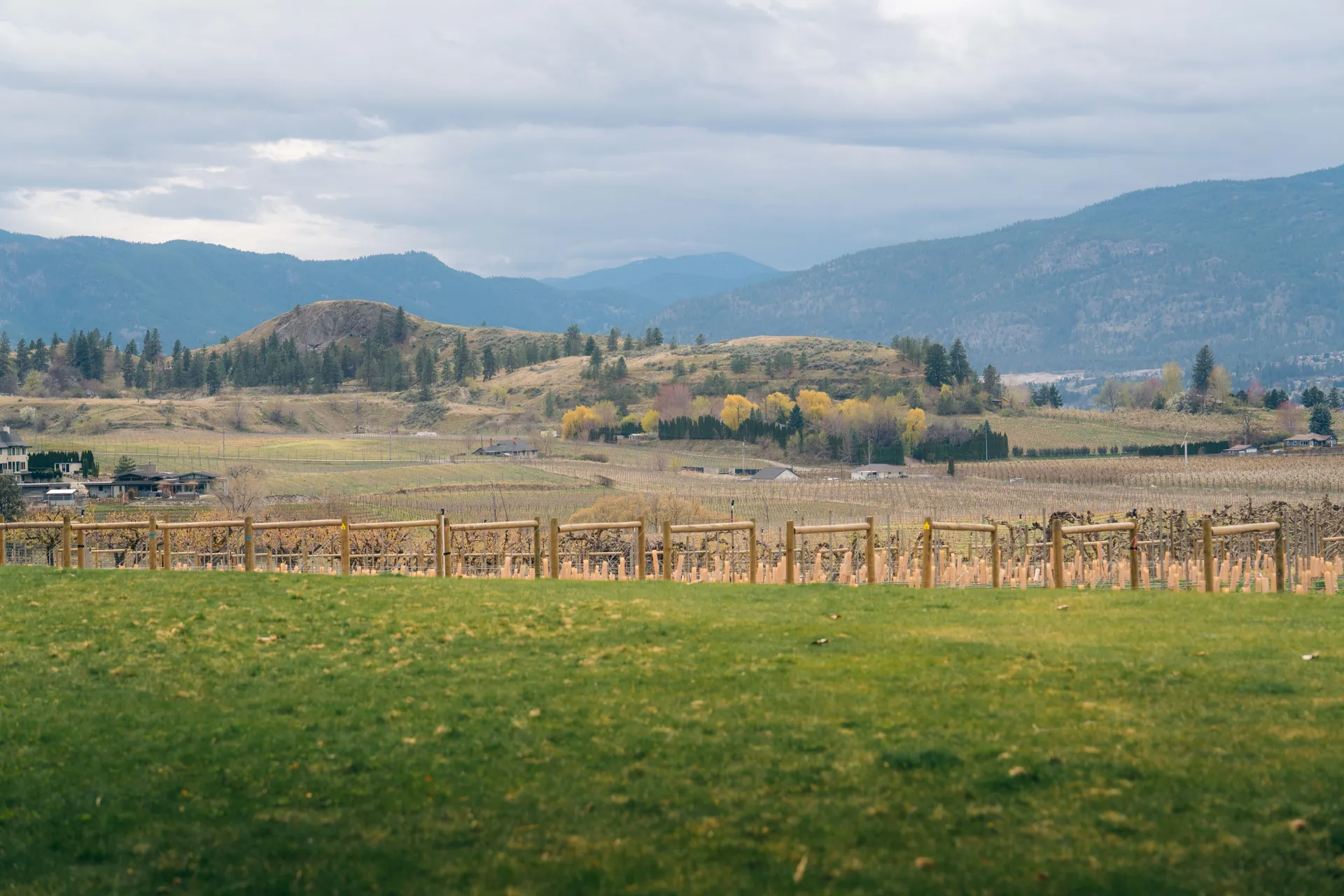 Okanagan vineyard rows and trellises with mountains in the background, Penticton BC