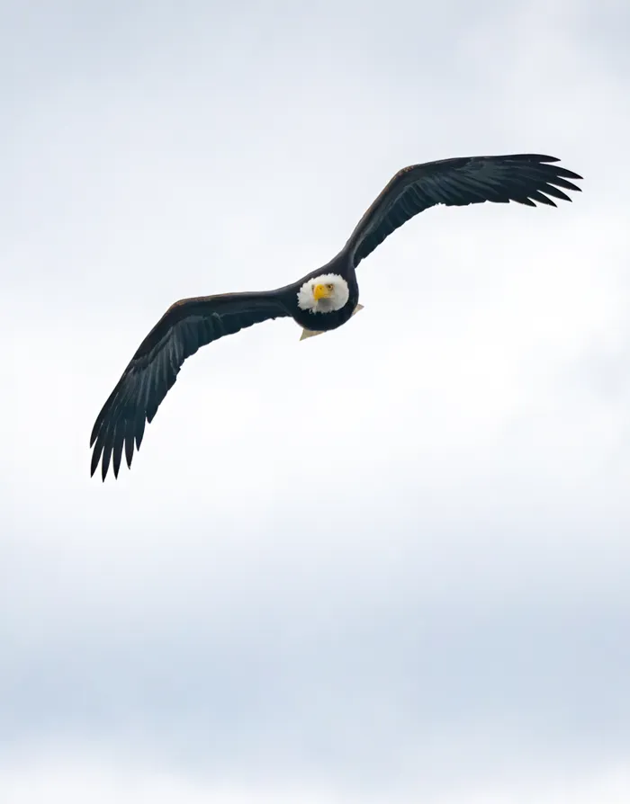Wildlife photography British Columbia