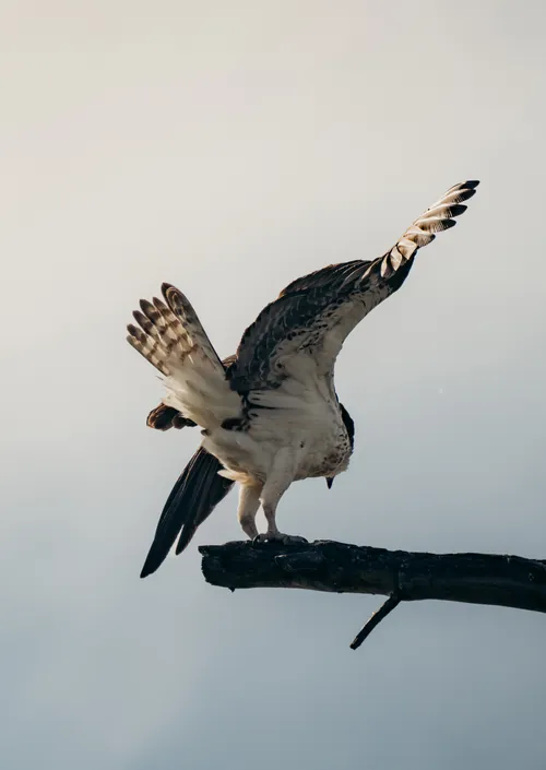Okanagan wildlife bald eagle photography