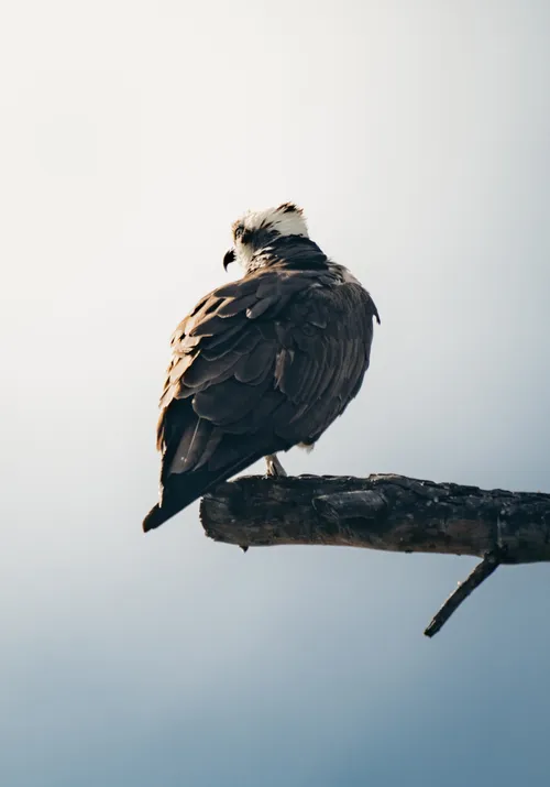 Osprey bird photography Kelowna