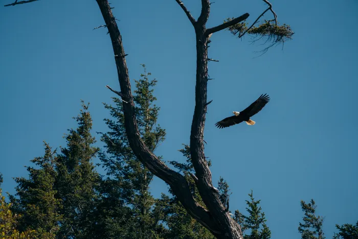 Wildlife photography British Columbia