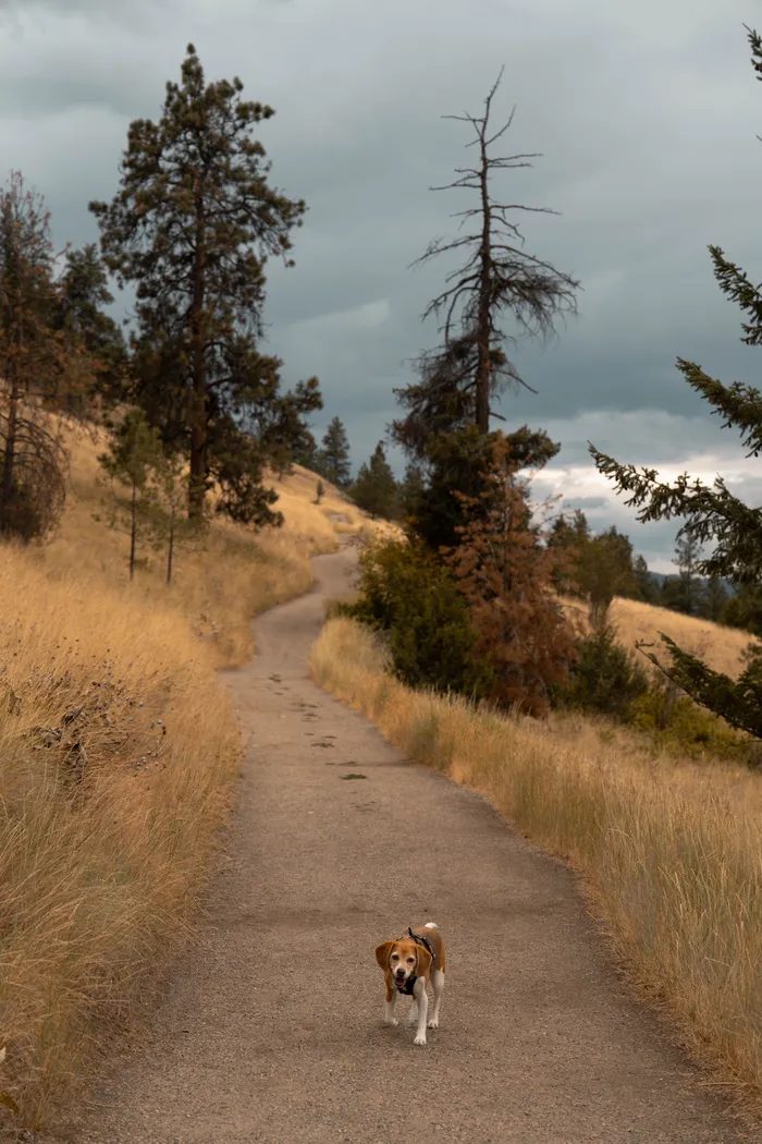 Paul's Tomb trail grassland ridge Okanagan Valley Kelowna BC landscape