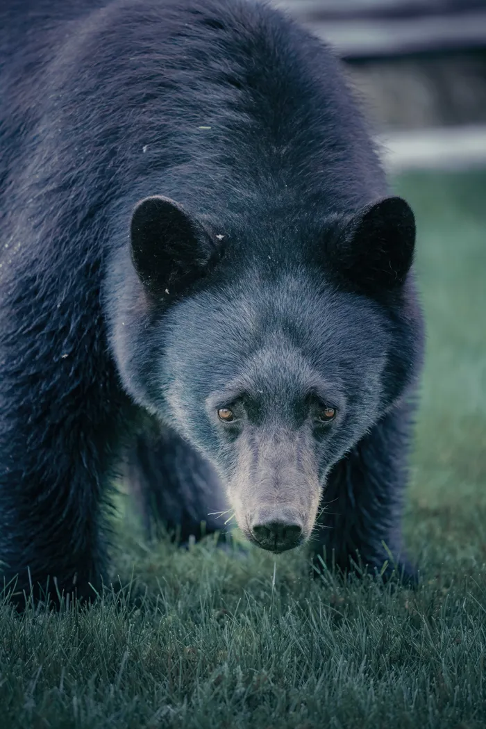 Wildlife photography British Columbia