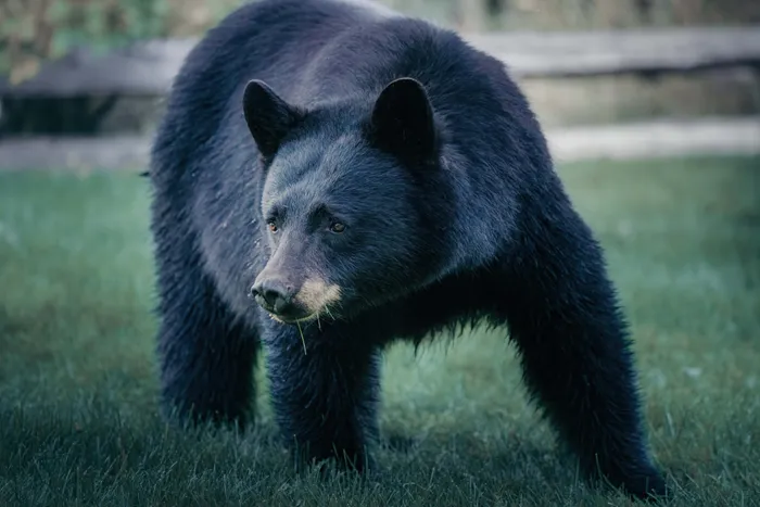 Wildlife