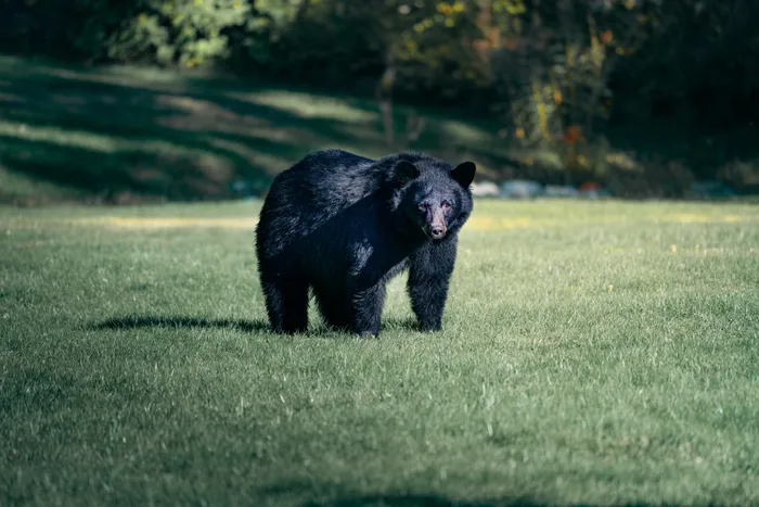 Wildlife photography British Columbia